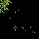 端午节竹子图片