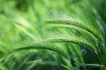 花草