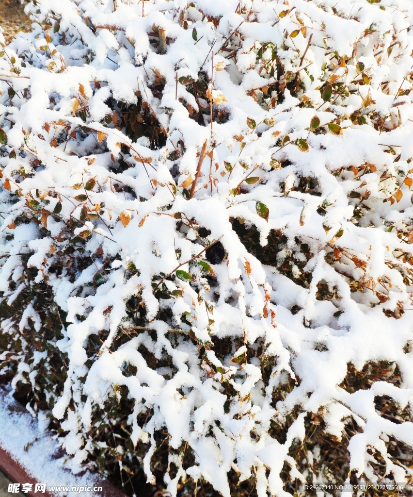 雪