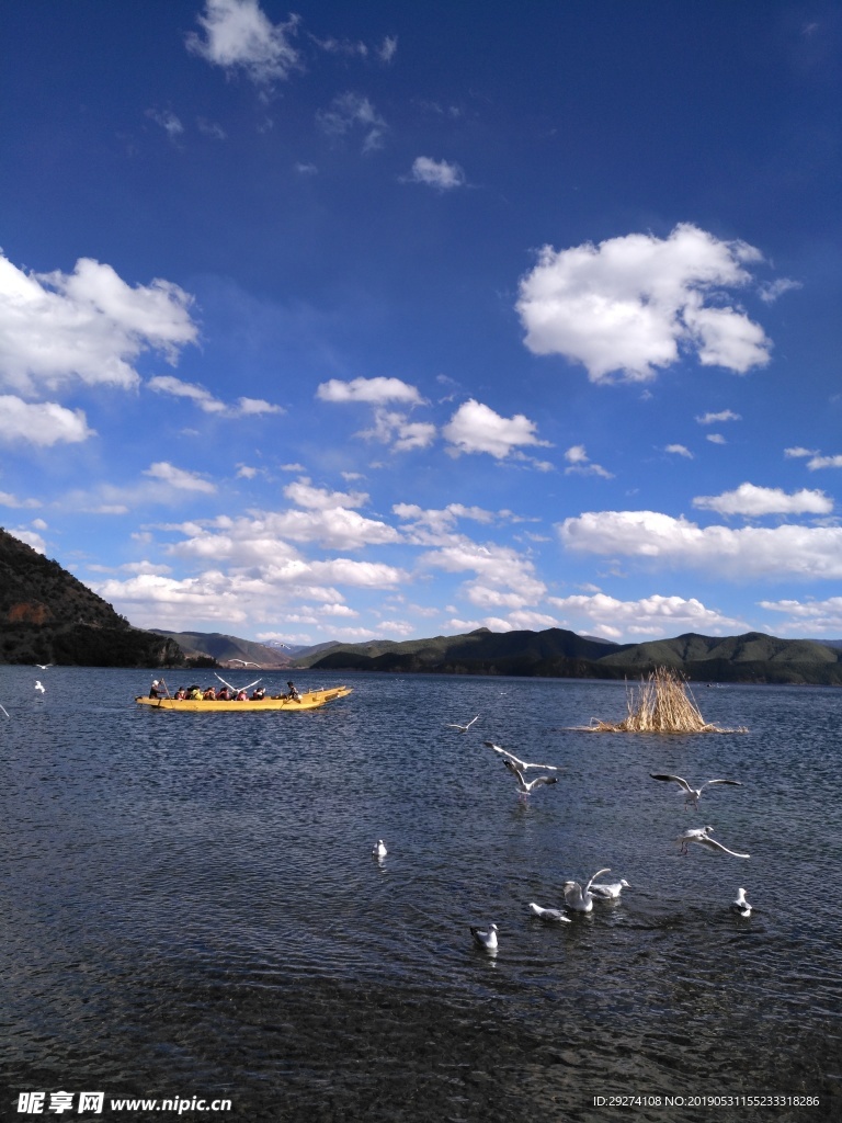 泸沽湖-红嘴鸥