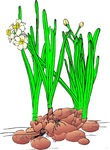 水仙花