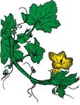 南瓜花