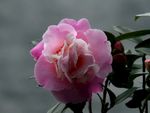 茶花