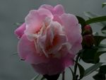 茶花