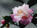 茶花
