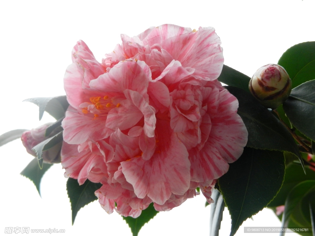 茶花