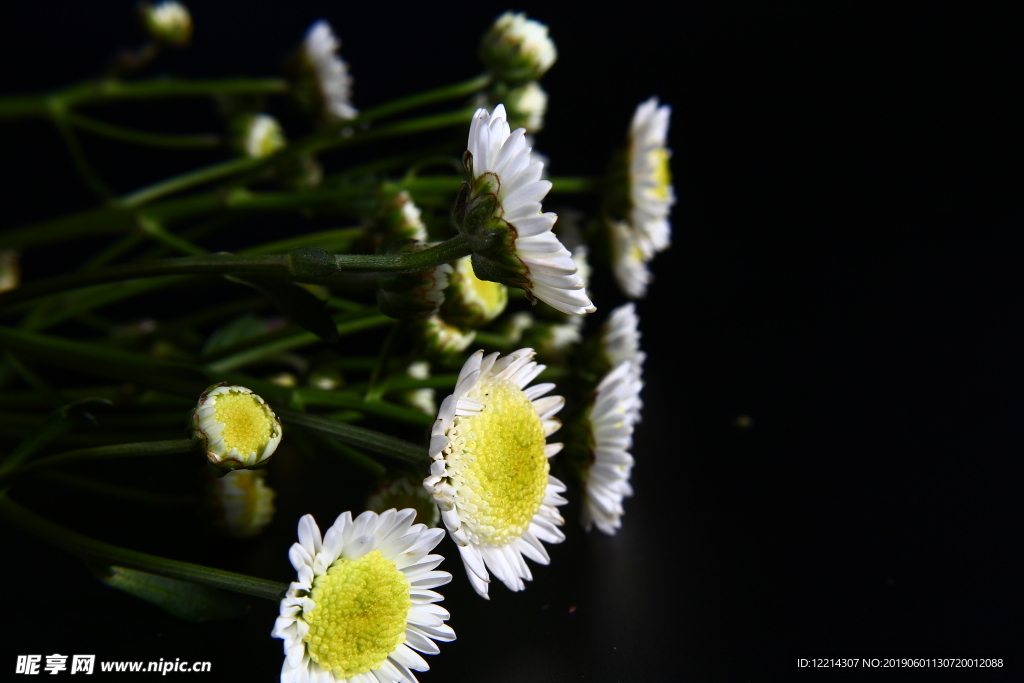 一束菊花