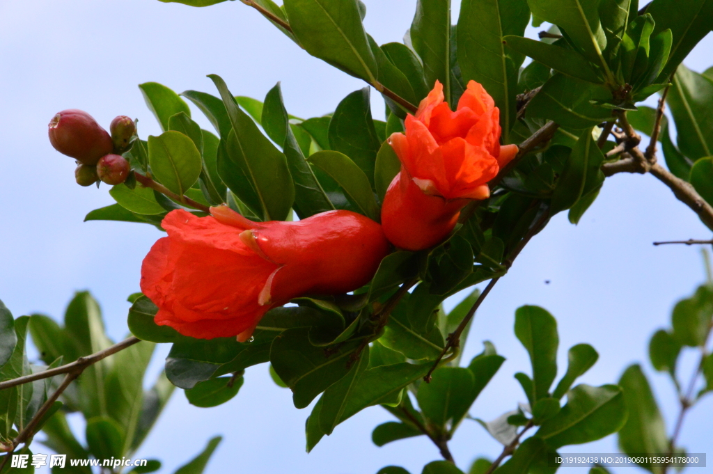 石榴花
