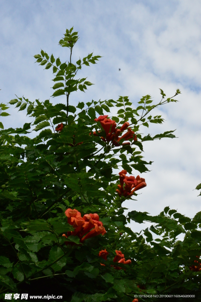 凌霄花