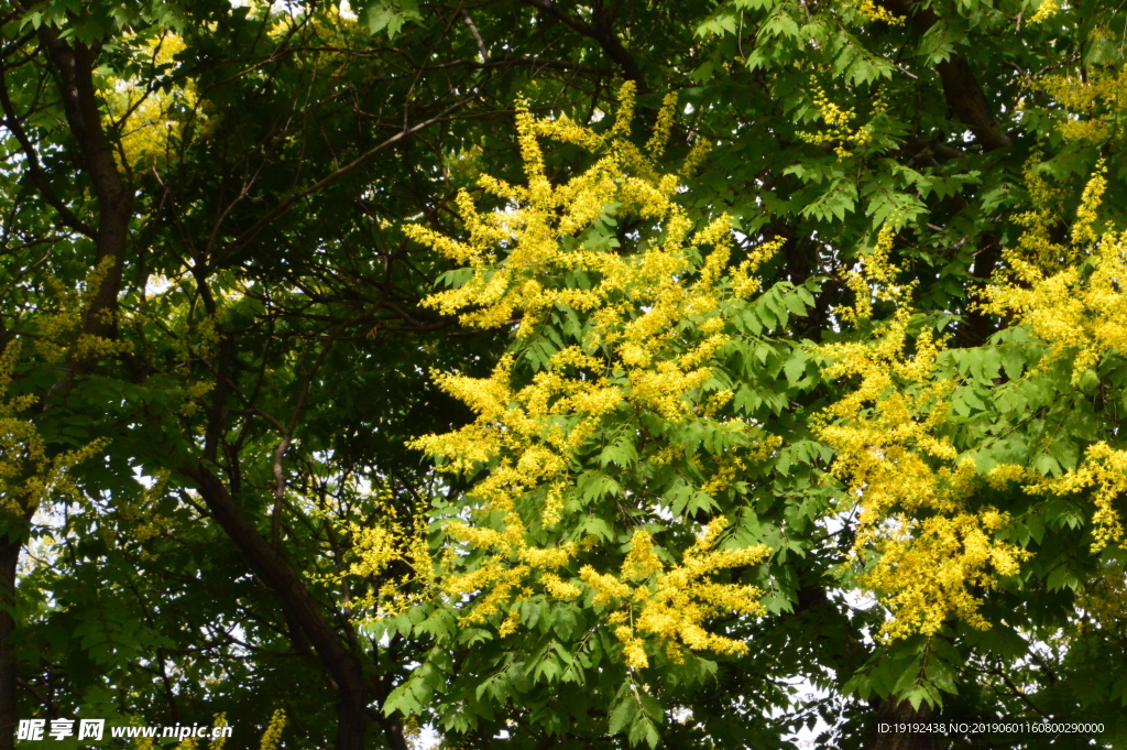 栾树花