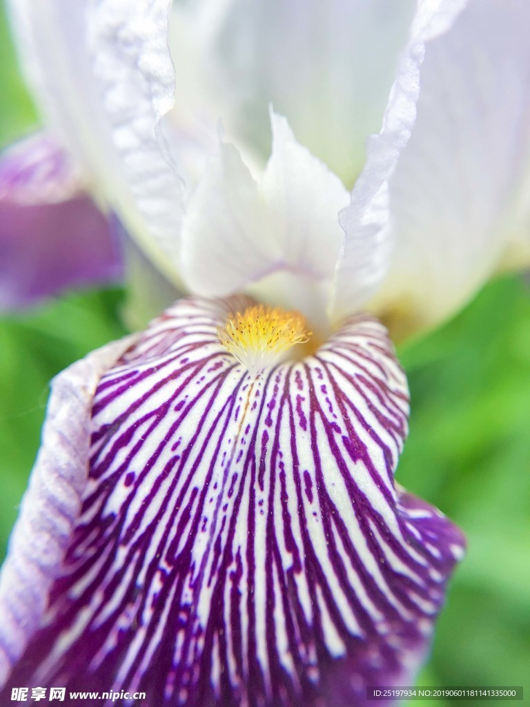 白花野花