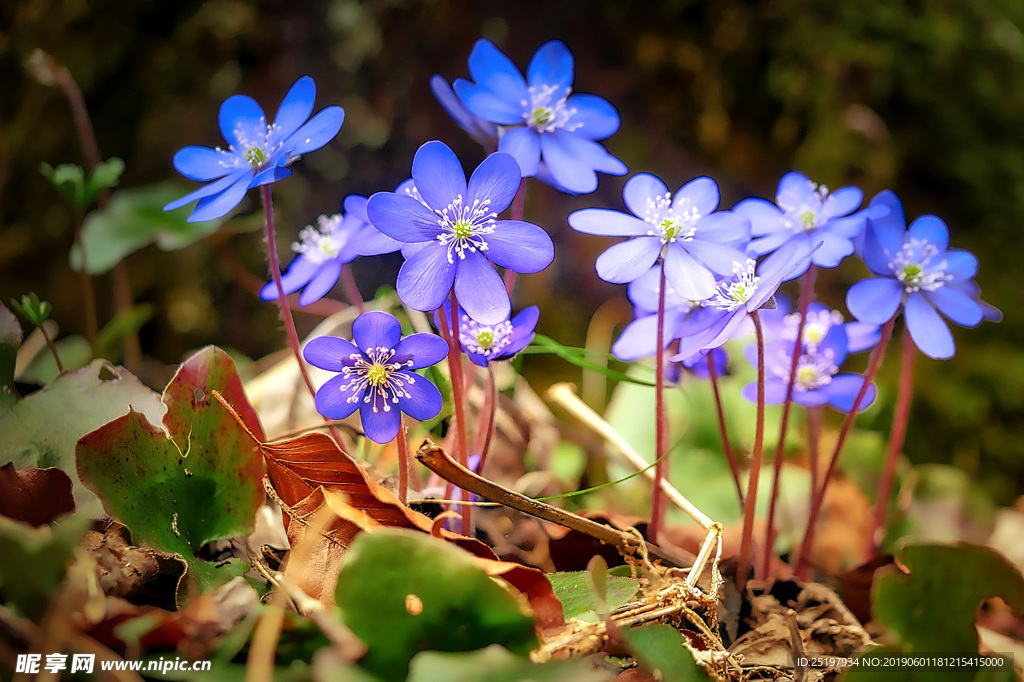 鲜花