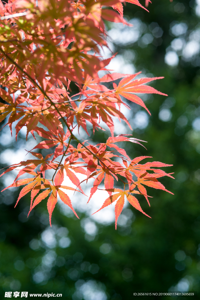 红枫似火