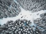 树林
