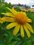 茼蒿花