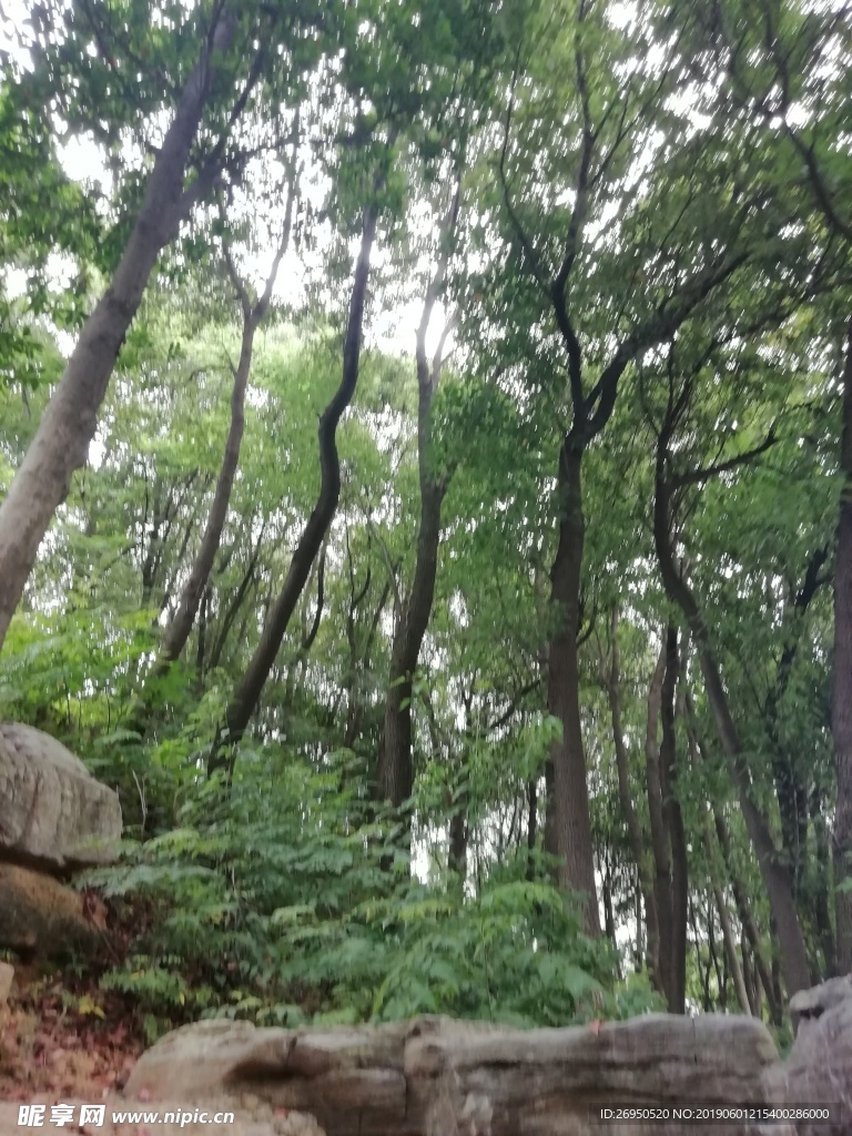 树