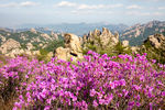 杜鹃花