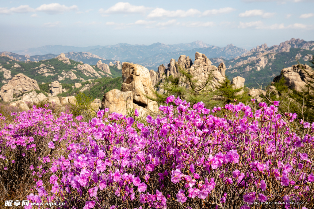 杜鹃花