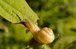 蜗牛
