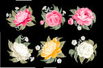 花蕊素材