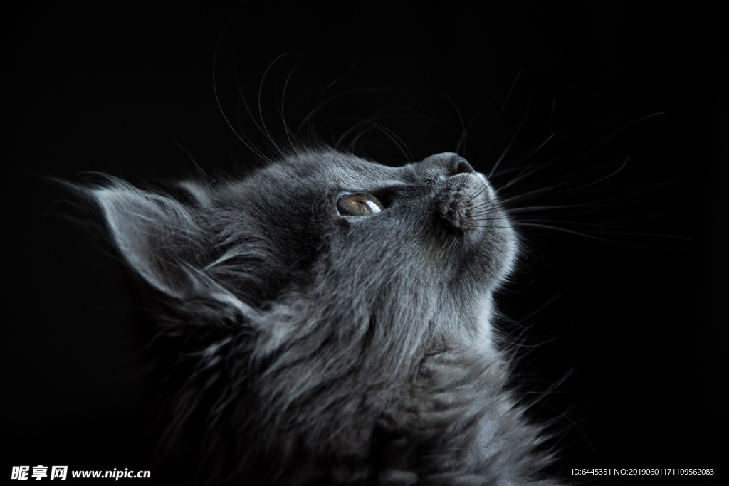 猫特色