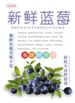 蓝莓海报