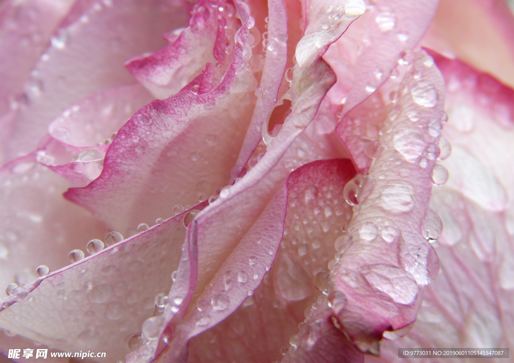 玫瑰花