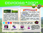 清溪乡 脚板薯