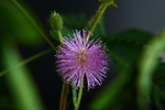 含羞草花