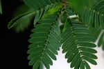 含羞草