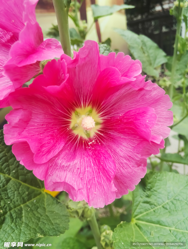 木槿花