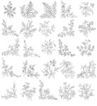 白描花卉植物素材线稿04