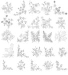 白描花卉植物素材线稿05
