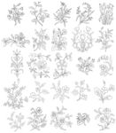 白描花卉植物素材线稿08