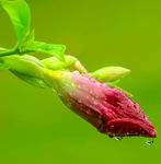 花 鲜花