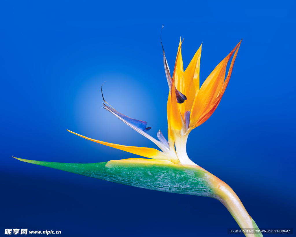 鲜花
