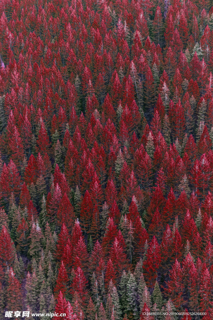 红色松林