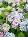 绣球花