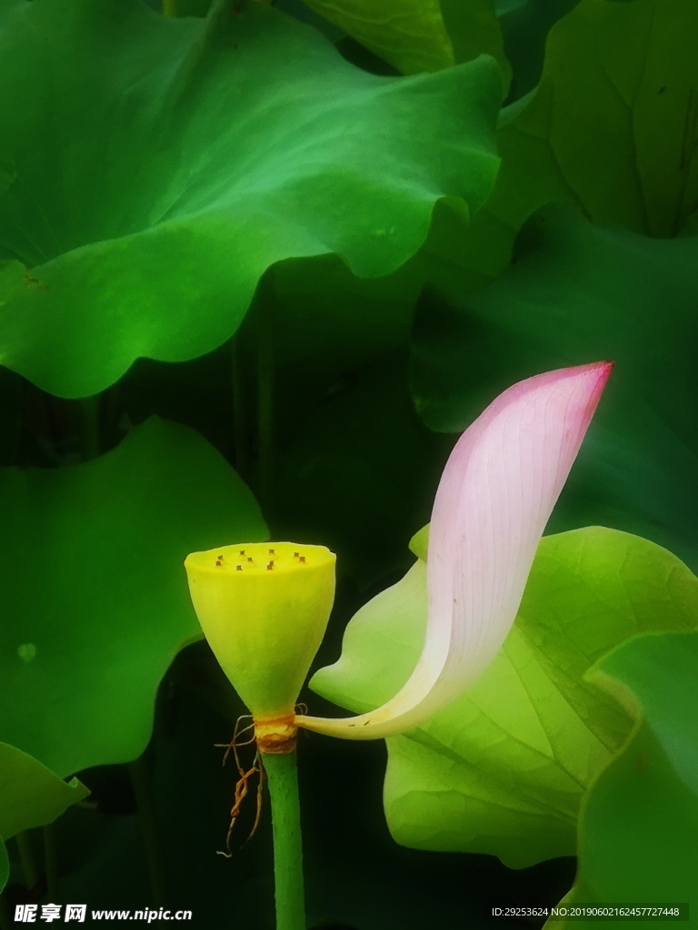 荷