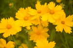 金鸡菊