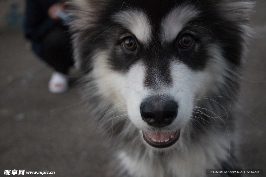 犬 阿拉斯加