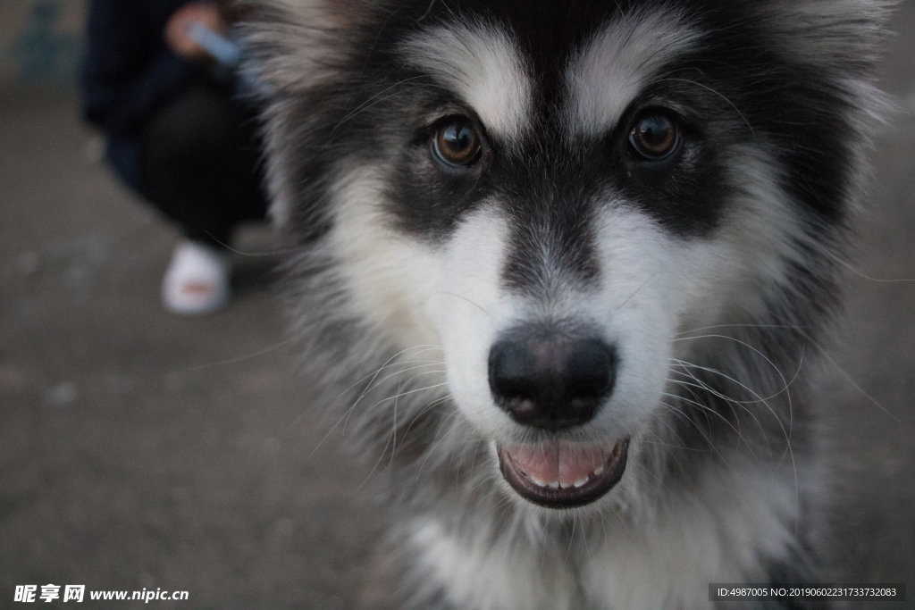 犬 阿拉斯加