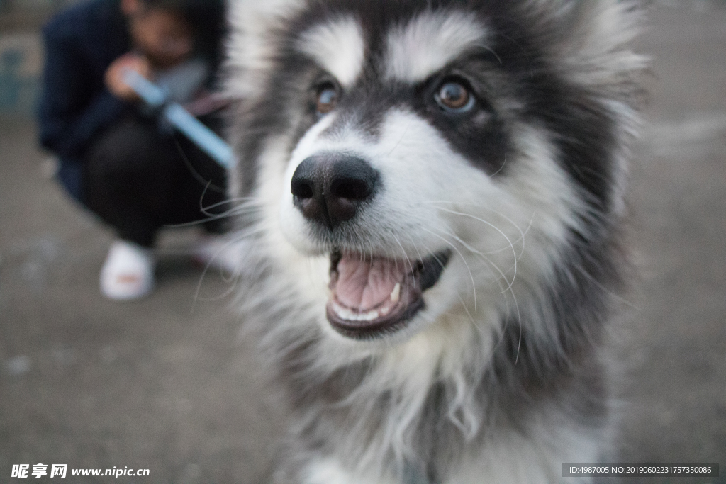 犬 阿拉斯加