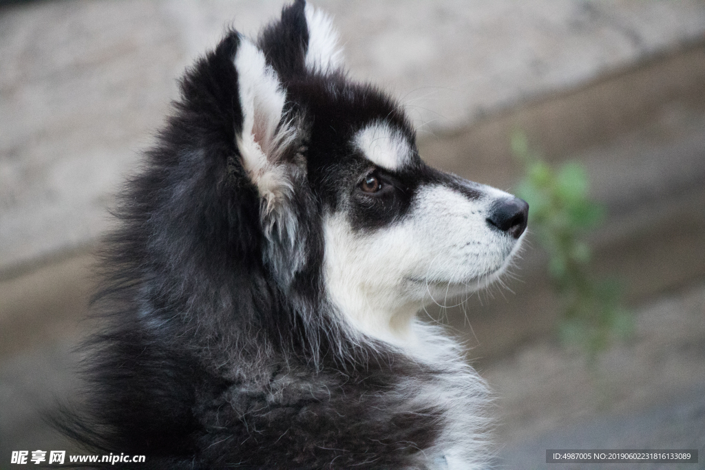 犬 阿拉斯加