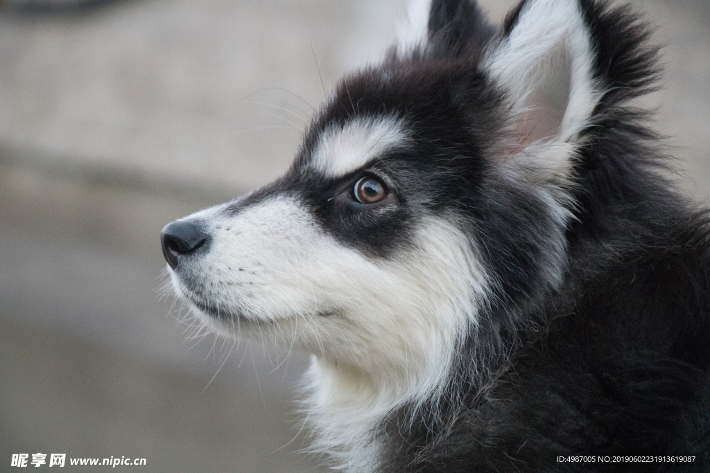 犬 阿拉斯加