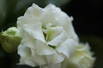 白色长寿花
