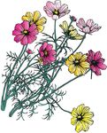 波斯菊