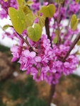 紫荆