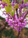 紫荆