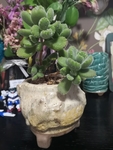 熊爪